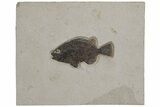 Fossil Fish (Cockerellites) - Green River Formation #211217-1